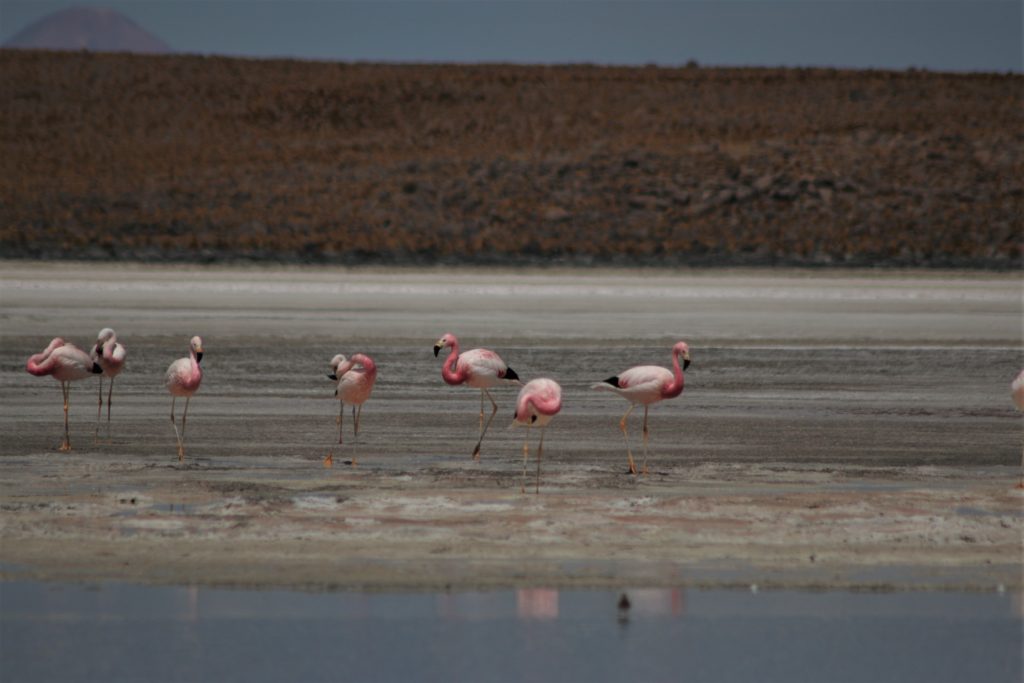 roteiro uyuni laguna colorada