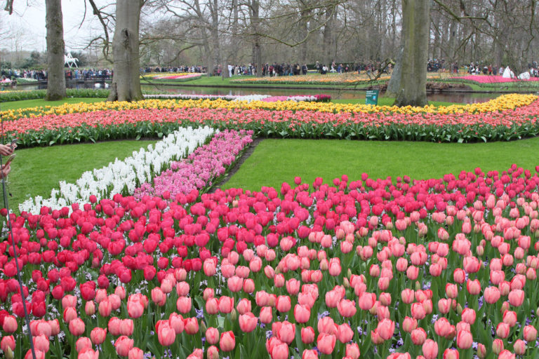 parque das tulipas na holanda