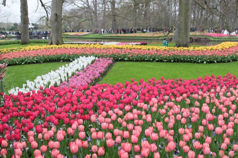 tulipas no parque Keukenhof, na Holanda