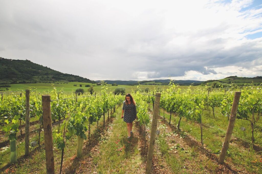 vinhedos na regiao da toscana na italia