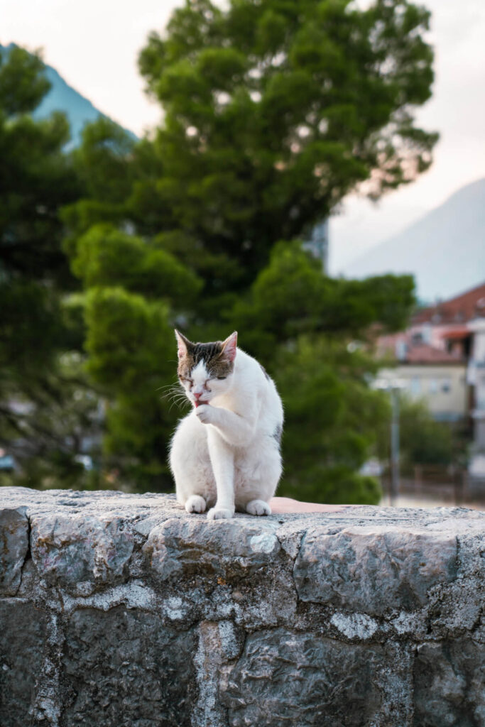o que fazer em kotor montenegro