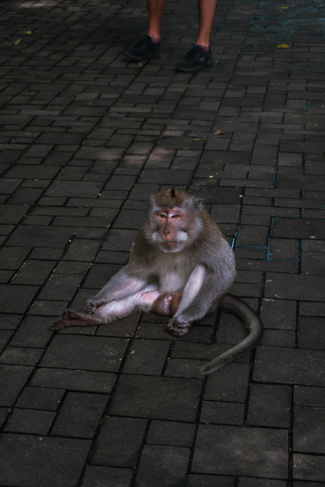 floresta dos macacos em ubud