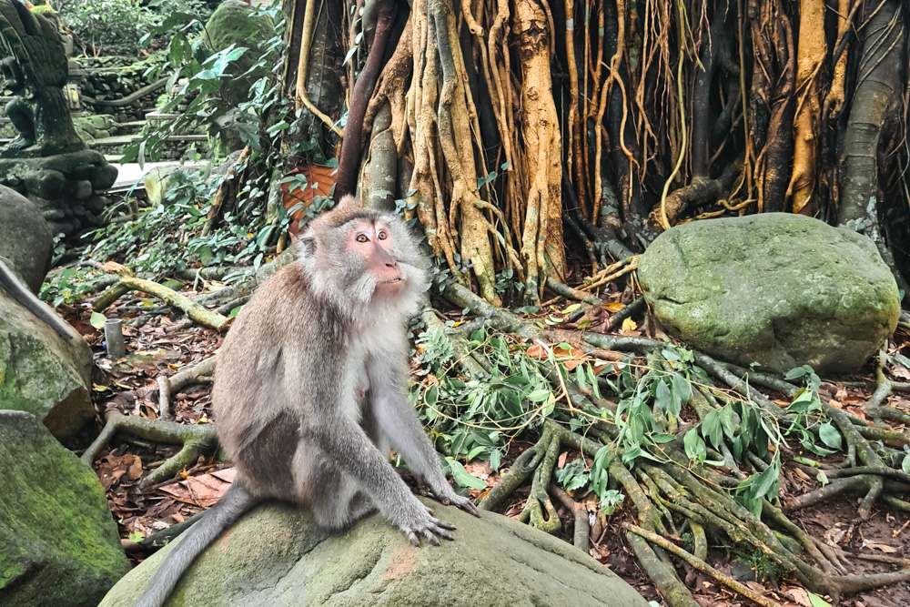 floresta dos macacos em ubud