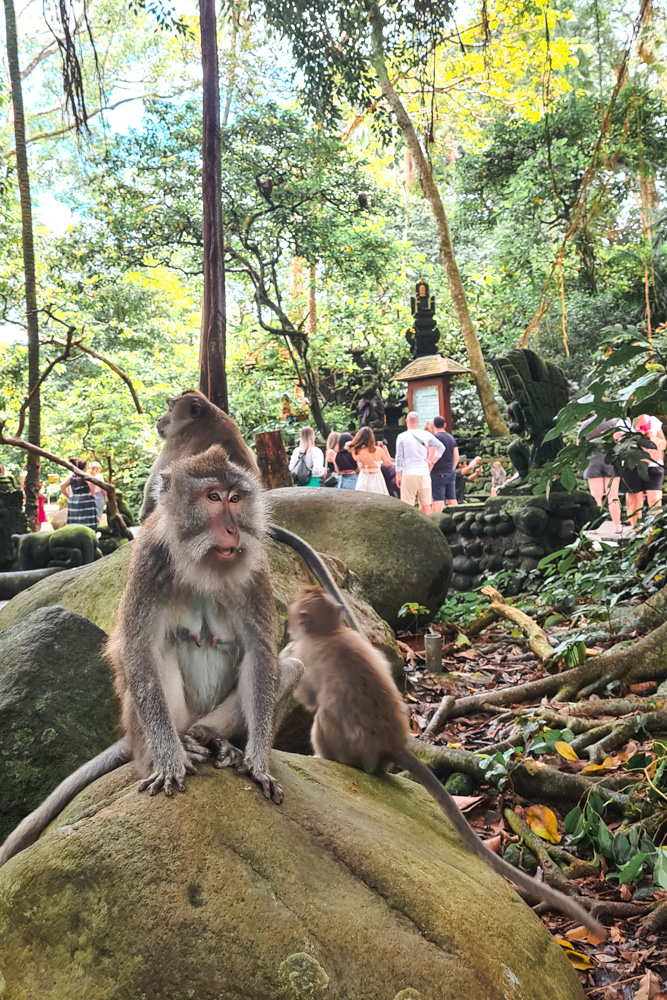 floresta dos macacos em ubud