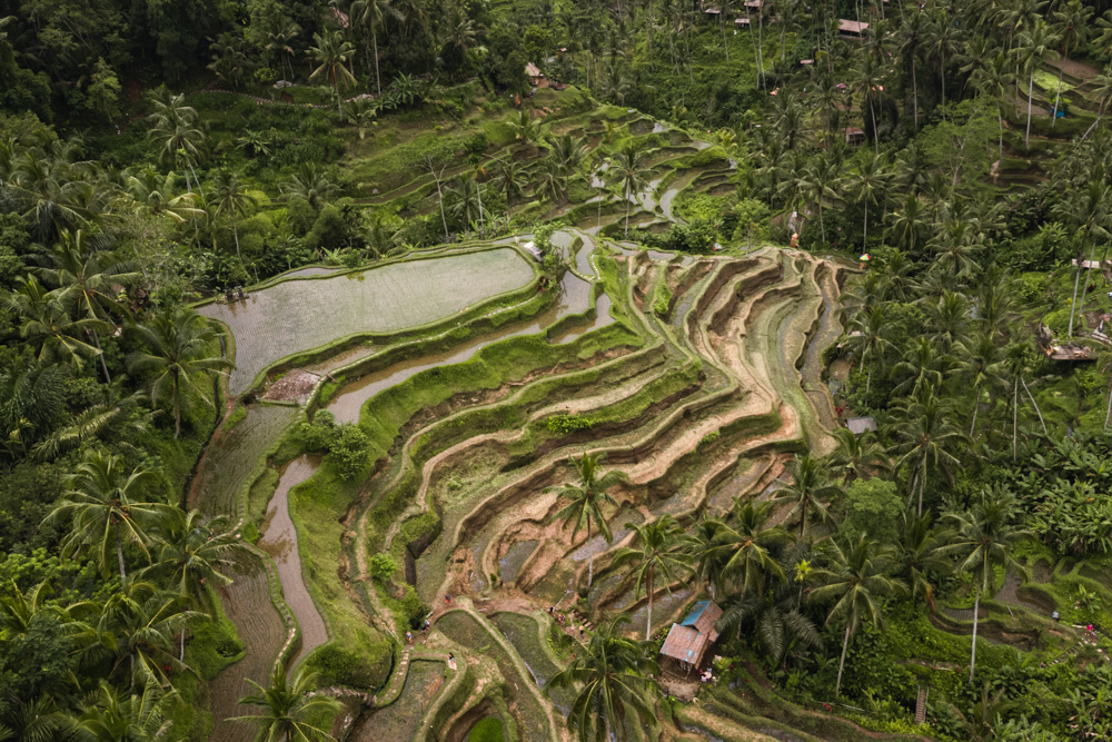campos de arroz em bali
