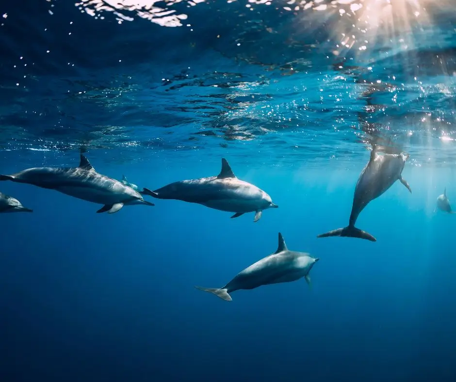 Passeio de snorkeling com golfinhos