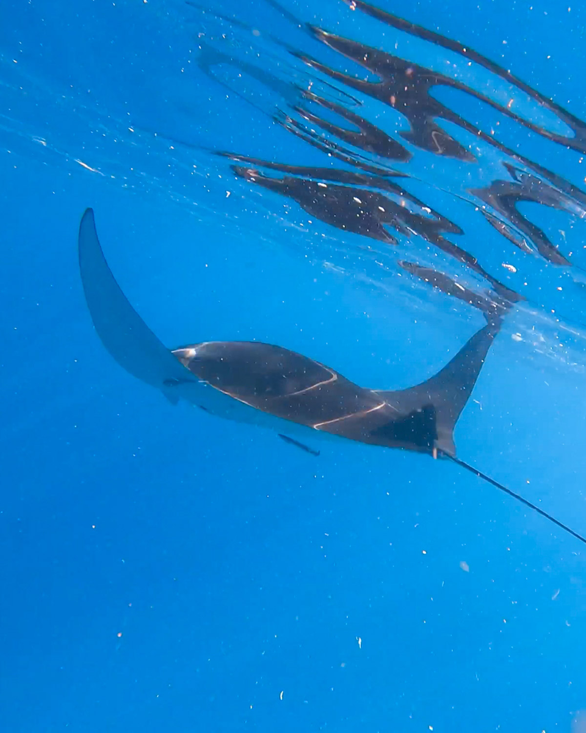 Mergulho com snorkel em Nusa Penida